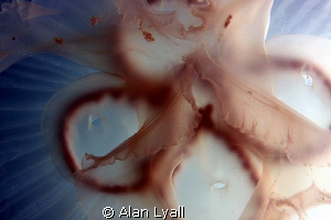 Moon jelly central portion detail - full frame by Alan Lyall 